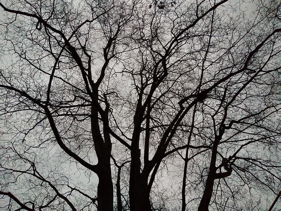 Tree, Black, Forest, Silhouette, Winter, veins, bare tree, branch HD wallpaper