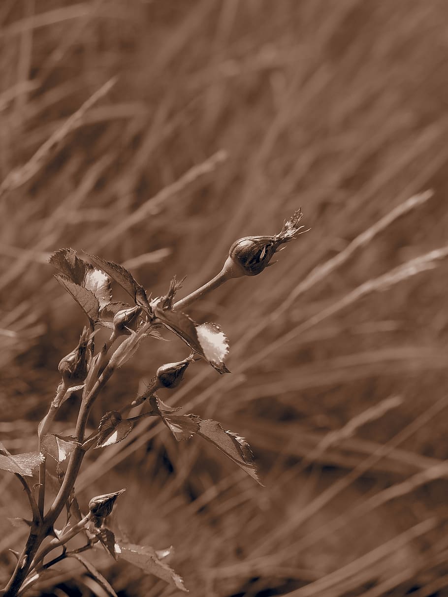 plant, bud, spring, nature, flower, garden, closeup, flower buds HD wallpaper
