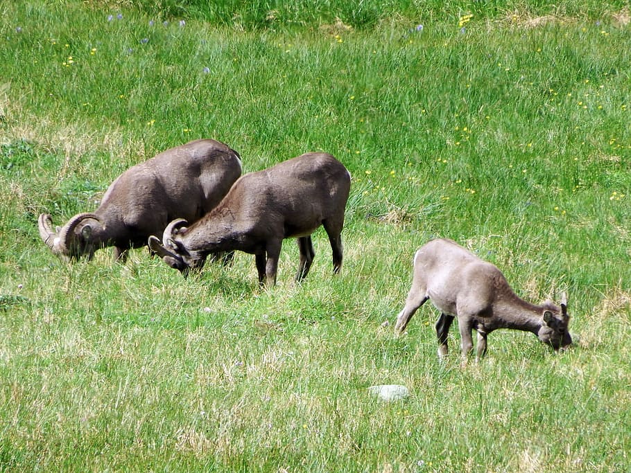 bighorn sheep, herd, mountains, pasture, highlands, alpine meadow