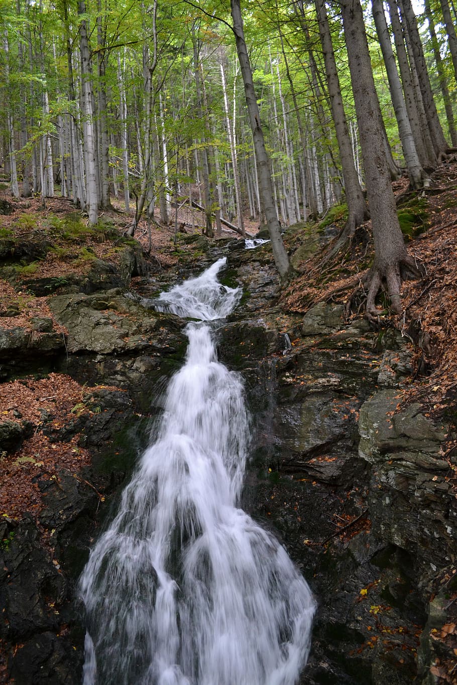 trees, forest, stream, water, flowing, stony, nature, stones HD wallpaper
