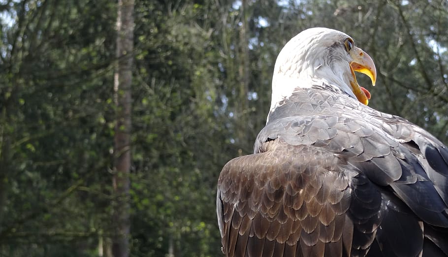 Bald Eagles, Usa, Raptor, Forest, heraldic animal, bird of prey HD wallpaper