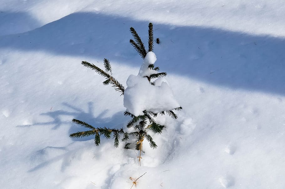 snow, spruce, tree, winter, cold, evergreen, heavy snow, mongolia HD wallpaper