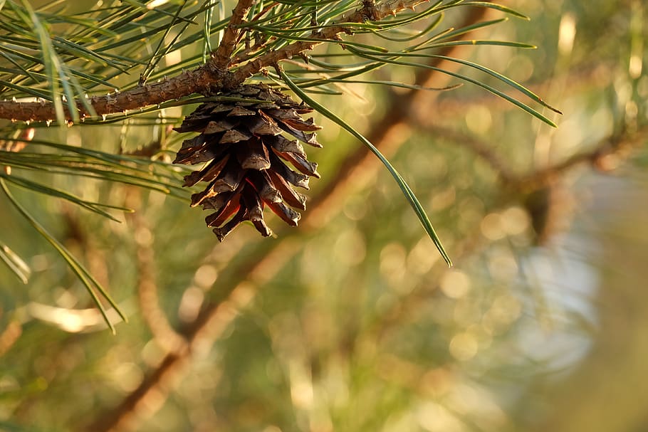 pineapple, nature, tree, needles, plant, growth, focus on foreground HD wallpaper