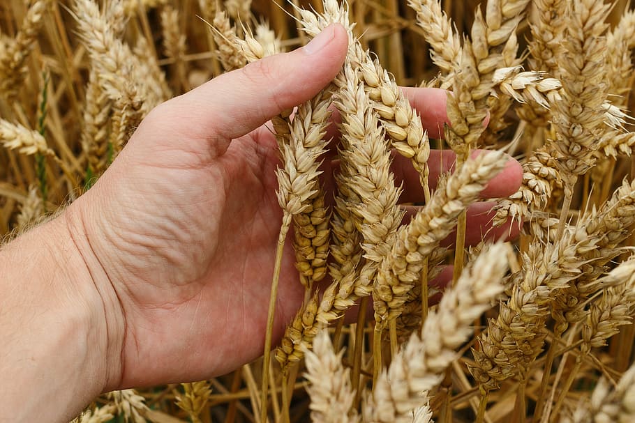 person holding brown flower, wheat, grain, crops, bread, harvest HD wallpaper