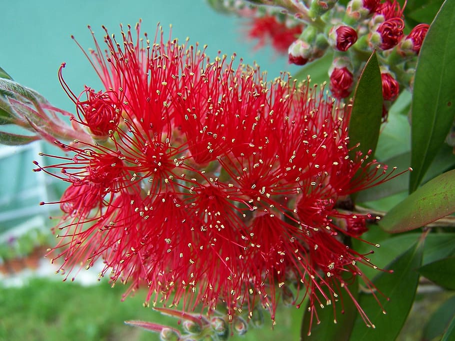 bottlebrush, tree, plant, callistemon, flower, red, bush, shrub, HD wallpaper