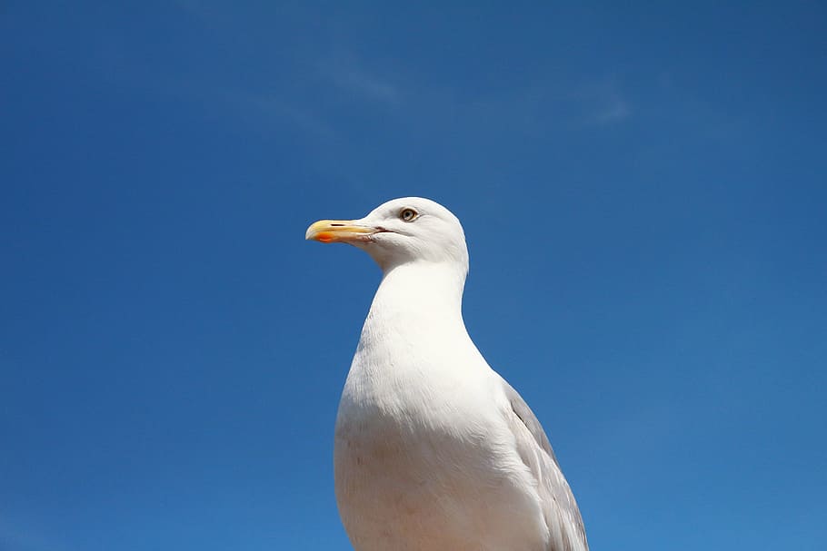 white bird under the blue sky, closeup, photo, seagull, animals HD wallpaper