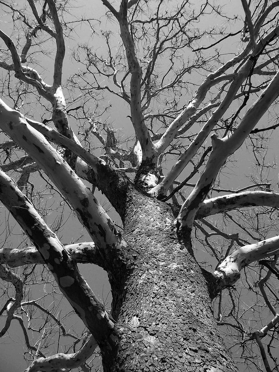 tree branch, dead, winter, branches, aged, nature, environment HD wallpaper