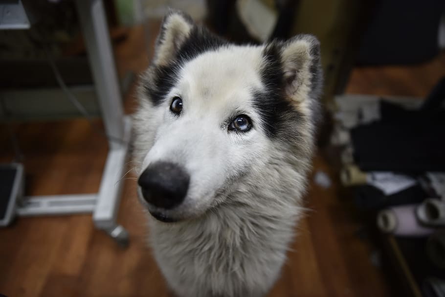 dog, cute, white, wolf, one animal, domestic, pets, domestic animals HD wallpaper