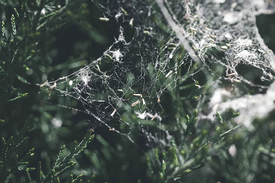 Spider, Web, Nature, Bush, green, drop, focus on foreground HD wallpaper
