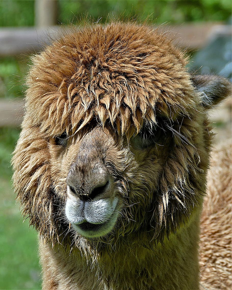 brown llama, alpaca, closeup, head, animal portrait, animal themes HD wallpaper