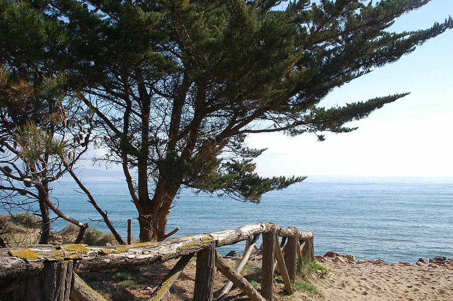 side, landscape, beach, pine, sea, nature, coastline, outdoors HD wallpaper
