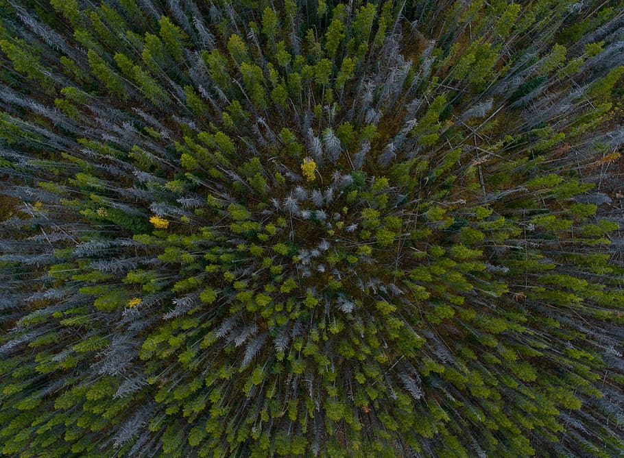 aerial view photography of forest trees during daytime, aerial view of green pine trees HD wallpaper