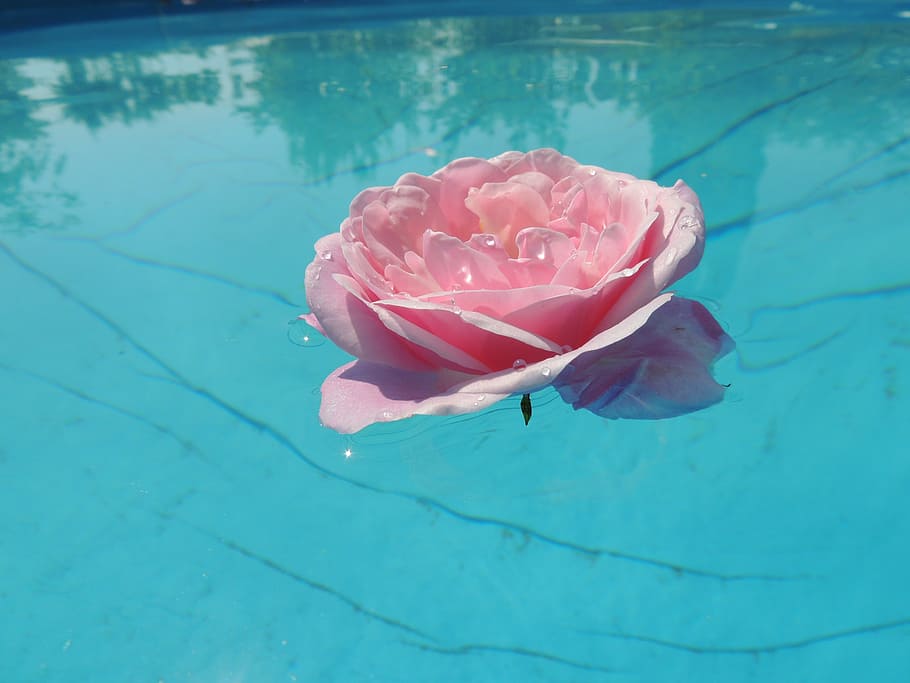 Public Domain. white petaled flower on water, rose, pink, blue, reflection,...