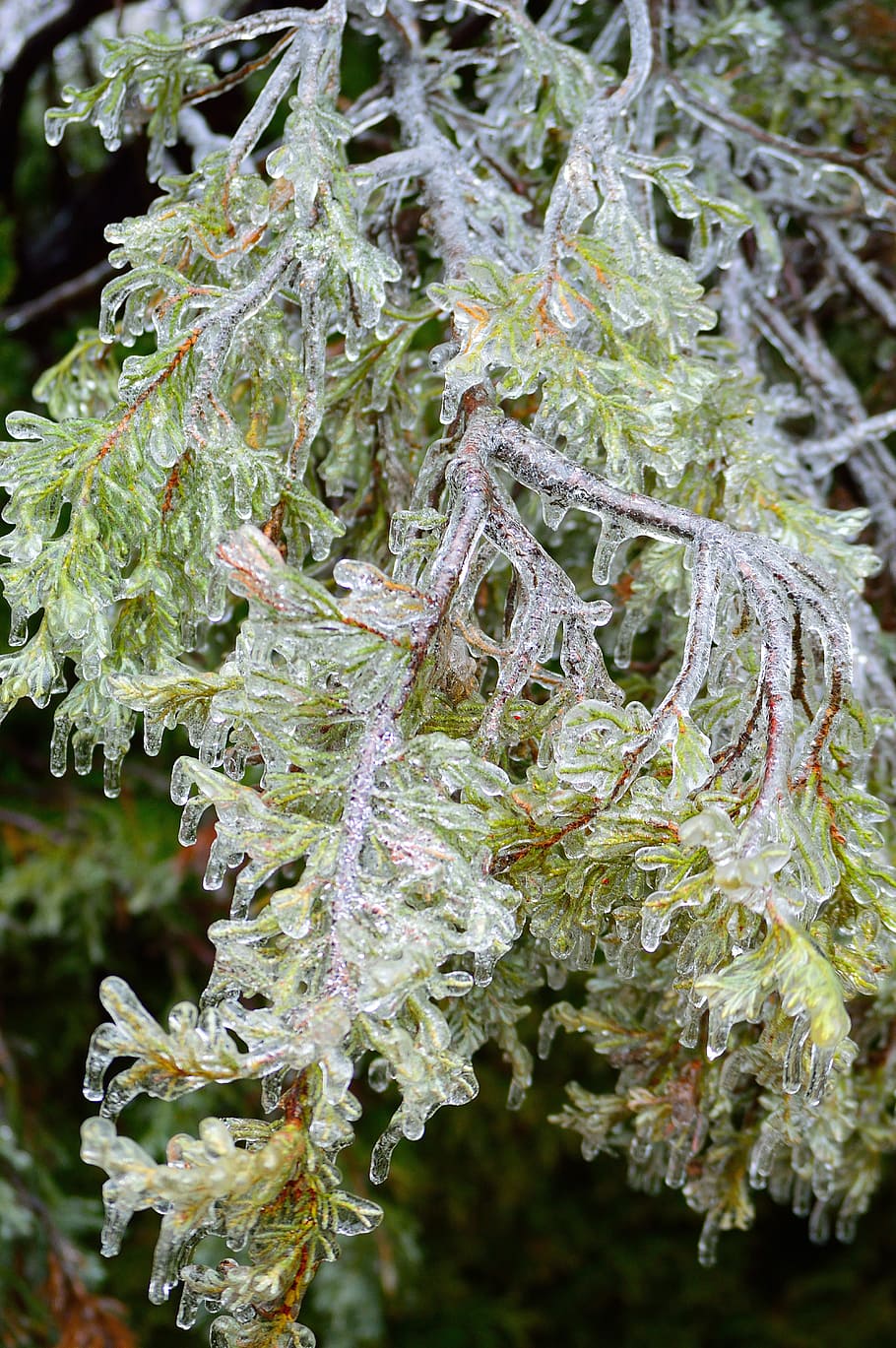 ice bough, winter, tree, nature, branch, plant, growth, close-up HD wallpaper