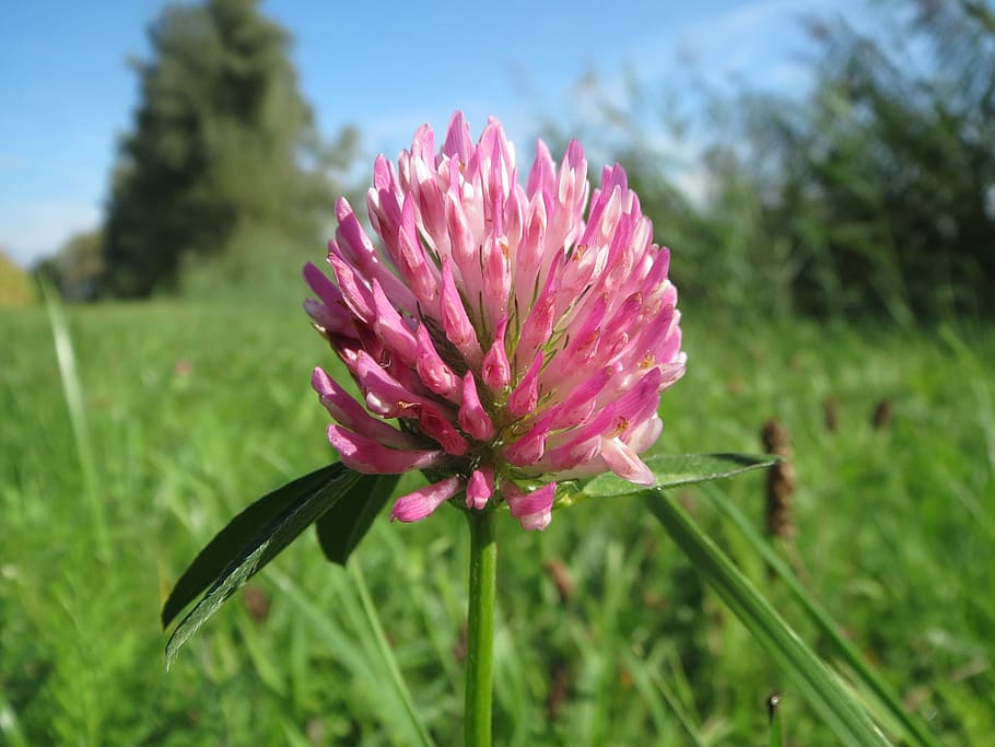 trifolium pratense, red clover, inflorescence, macro, wildflower, HD wallpaper