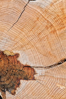 wood, texture, node, old, table, trunks, axes, plant, backgrounds HD wallpaper