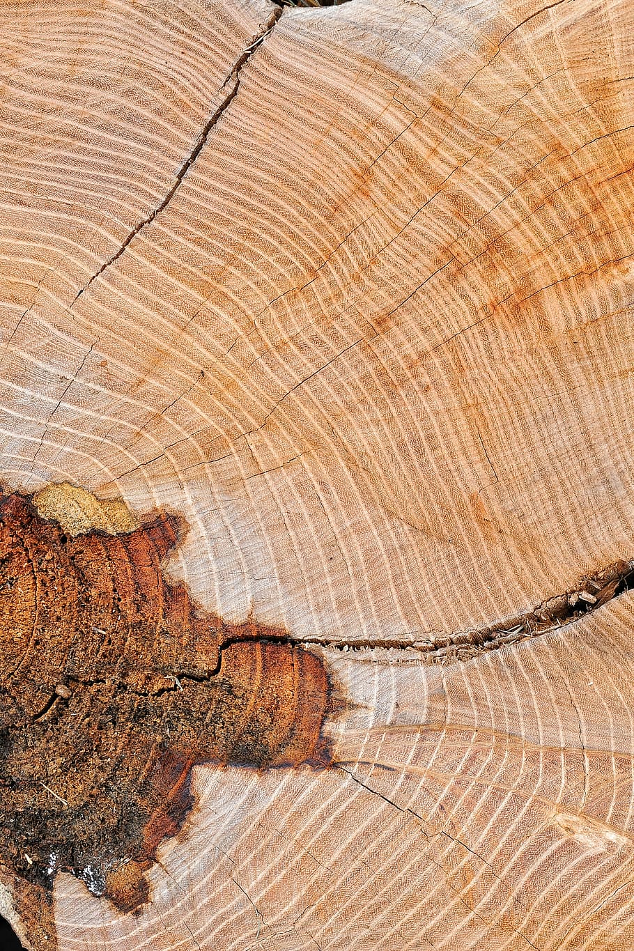 wood, texture, node, old, table, trunks, axes, plant, backgrounds HD wallpaper