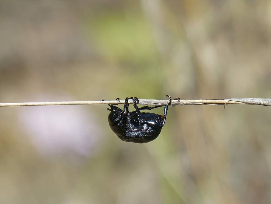 beetle, branch, head down, upside down, insect, cross, focus on foreground HD wallpaper