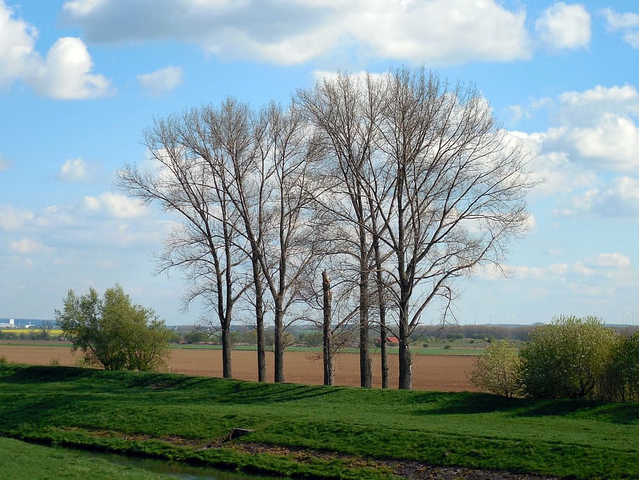 trees, spring, nature, landscape, meadow, clouds, plant, sky HD wallpaper