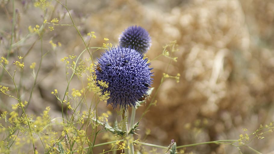 iran, alborz, mountain, flower, flowering plant, freshness HD wallpaper