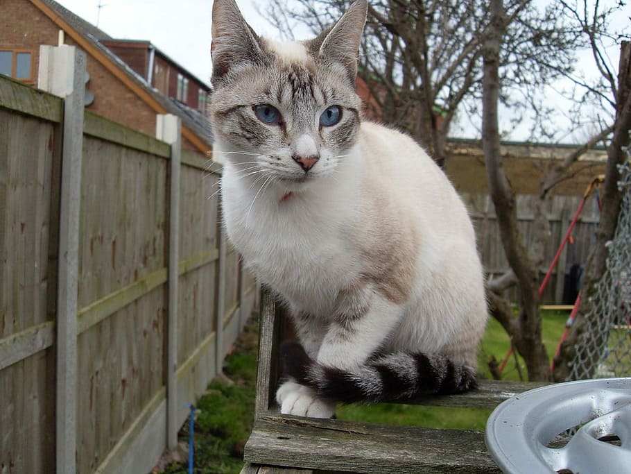 white and gray cat lying outdoors, White, Stripes, Blue, Eyes HD wallpaper