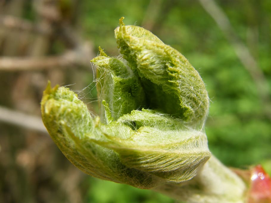 spring, tree, open, leaf, bud, close-up, green color, focus on foreground HD wallpaper