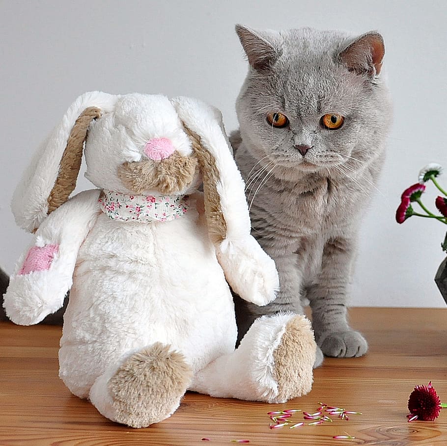 british shorthair plush toy