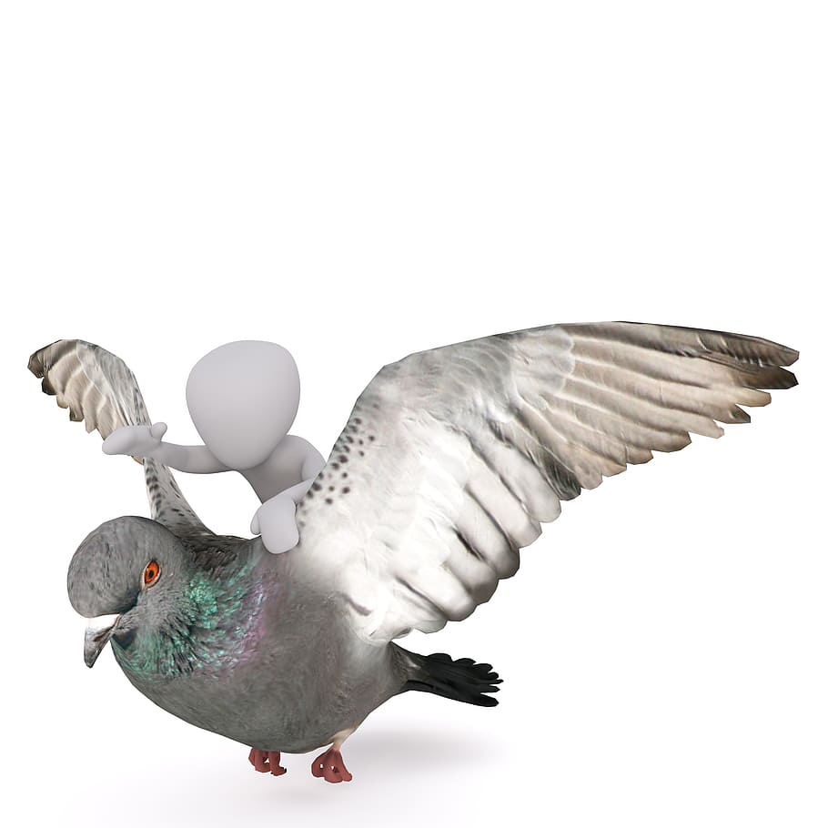 person riding gray pigeon illustration, Males, 3D Model, Isolated HD wallpaper