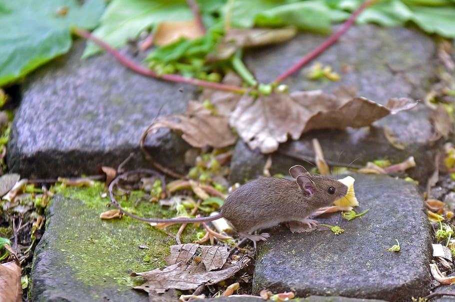 house mouse, rodent, animal themes, one animal, animal wildlife HD wallpaper