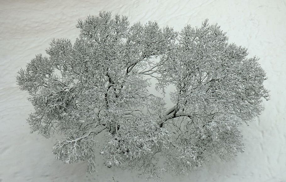 winter, tree, snow, frost, slovakia, nature, cold temperature HD wallpaper