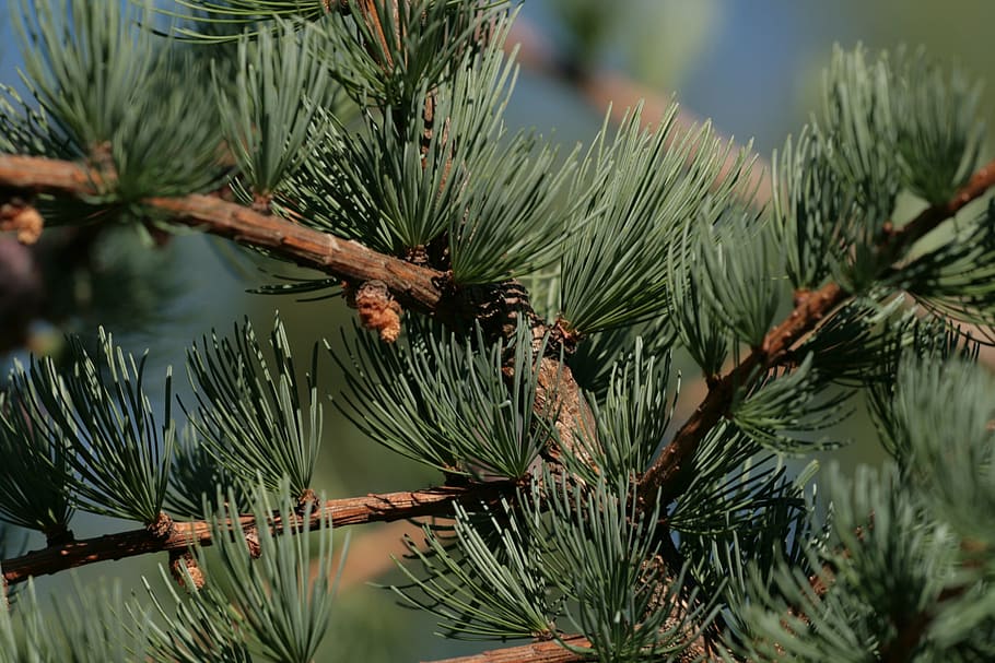 cones, green tree, christmas, branch, fir Tree, winter, coniferous Tree HD wallpaper