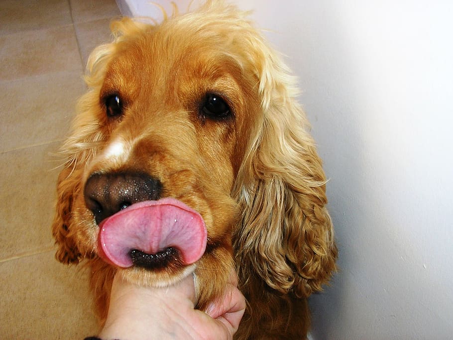 dog, language, pets, cute, domestic, mammal, domestic animals HD wallpaper