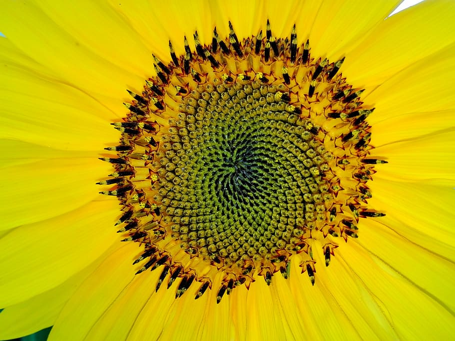 fibonacci, sun flower, yellow, close, blossom, bloom, summer HD wallpaper