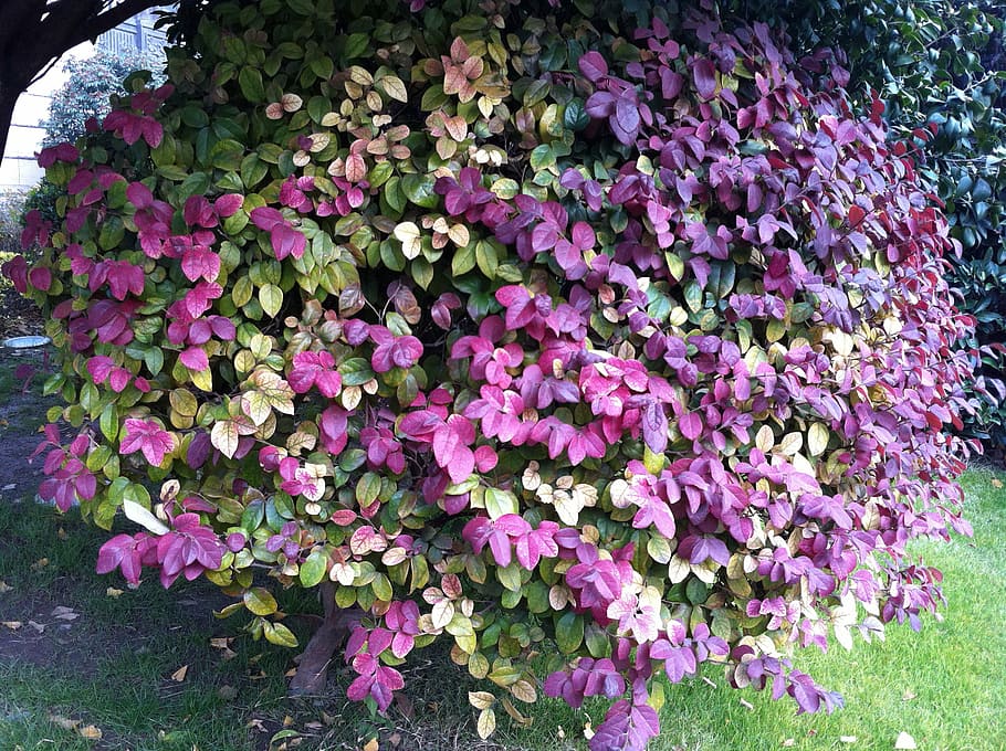 garden, plant, red leaf, flowering plant, beauty in nature HD wallpaper