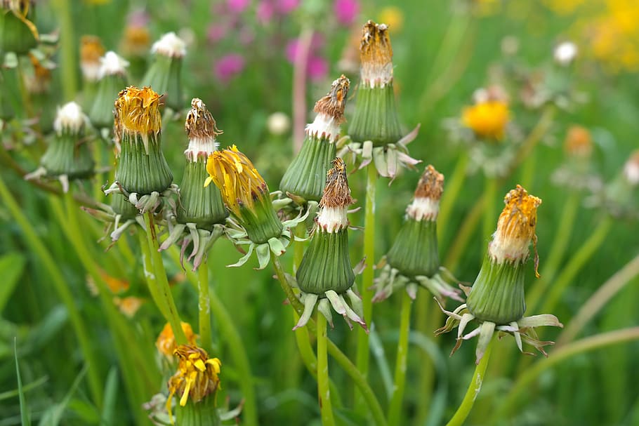 dandelion, bloom, inflorescence, yellow, faded, flower, growth HD wallpaper