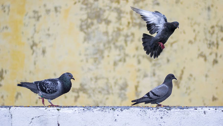 pigeon, movements, birds, animals, blue, group of animals, animal themes HD wallpaper