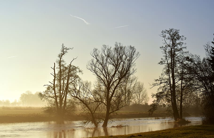 trees on body of water, river, flood, delight, dawn, twilight HD wallpaper