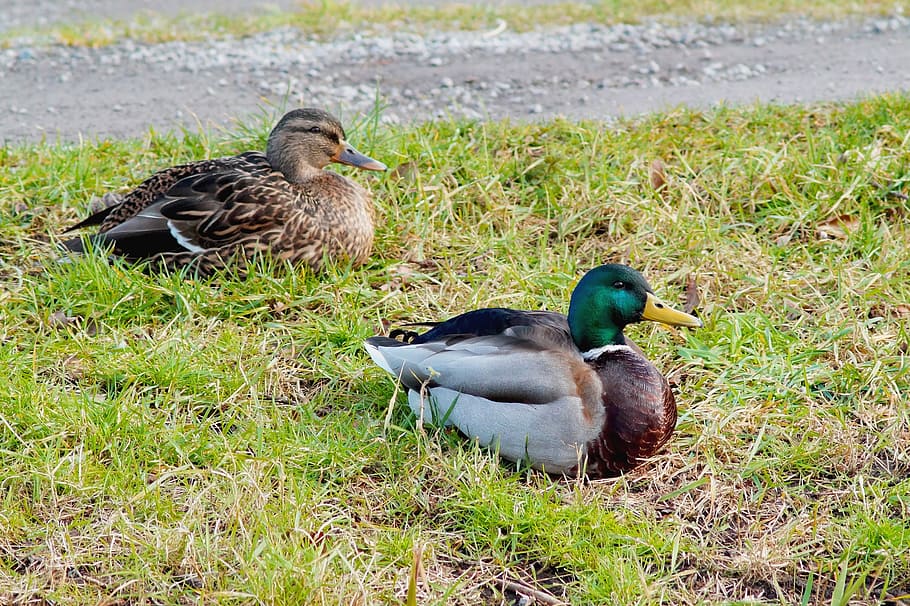 ducks, pair, drake, togetherness, wild bird, plumage, eye, bill HD wallpaper