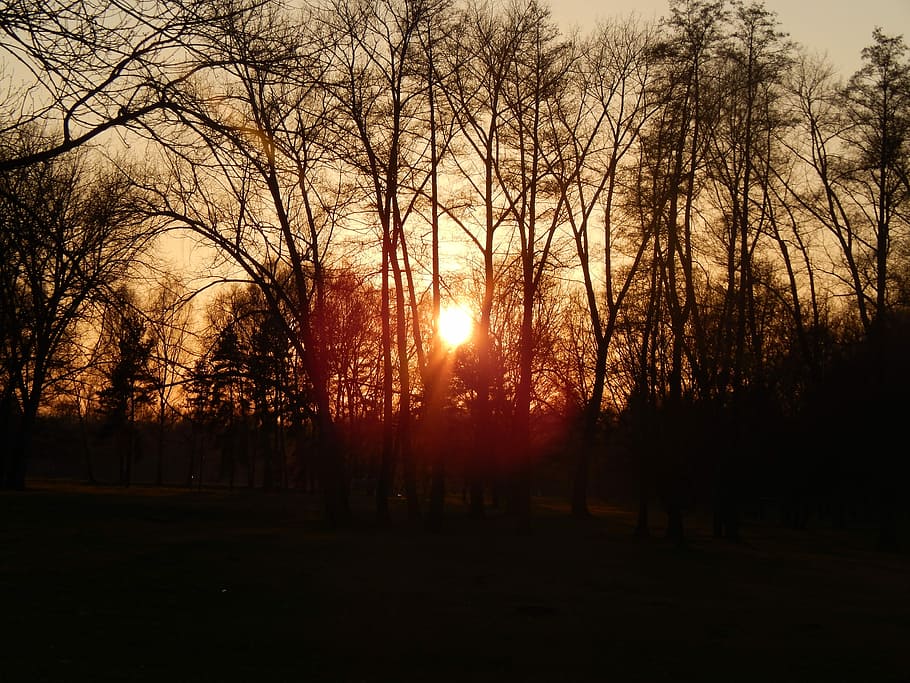 West, Stromovka, Spring, Sun, bare tree, sunlight, no people HD wallpaper