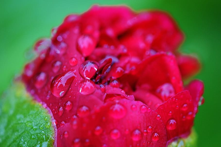 peony, rain, drip, raindrop, nature, macro, beaded, drop of water HD wallpaper