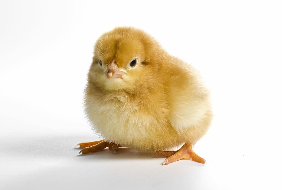 yellow chick, little, cute, poultry, dame, easter, chicken, bird, HD wallpaper