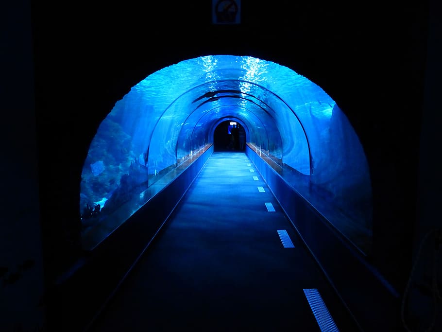 underwater tunnel, aquarium, shark tank, blue, dark, creepy, tube