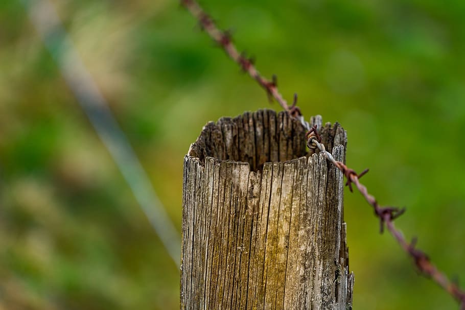 nature, wood, focus on foreground, wood - material, close-up HD wallpaper