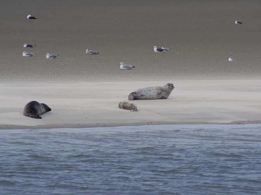north sea, seals, crawl, meeresbewohner, water creature, robbe