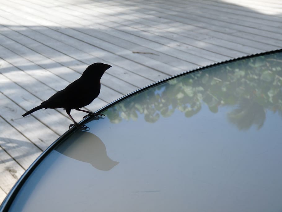 bird, table, deck, finch, black finch, st lucia, reflection HD wallpaper
