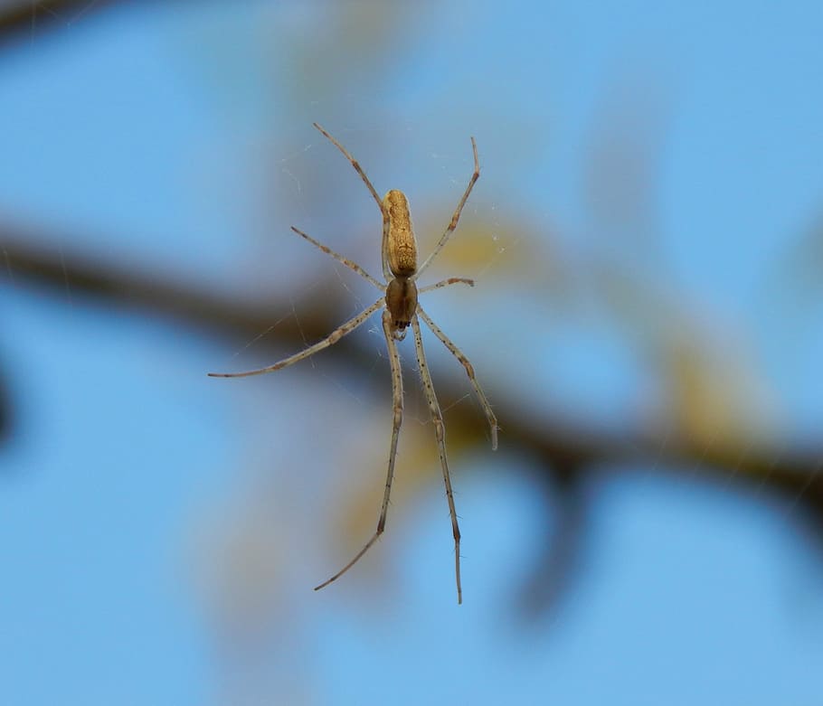 spider, insect, macro, web, detailed, hairy, invertebrate, animal wildlife HD wallpaper