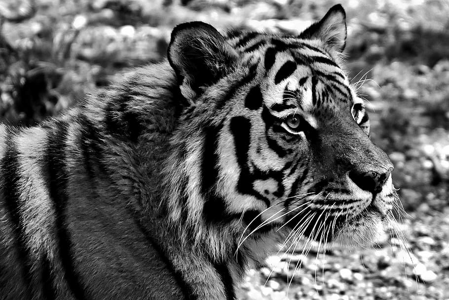 tiger, predator, fur, beautiful, dangerous, cat, wildlife photography HD wallpaper