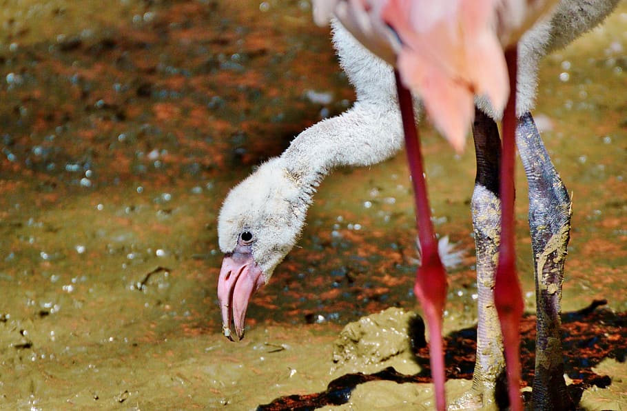 flamingo, bird, pink, bill, plumage, feather, birds, animal HD wallpaper