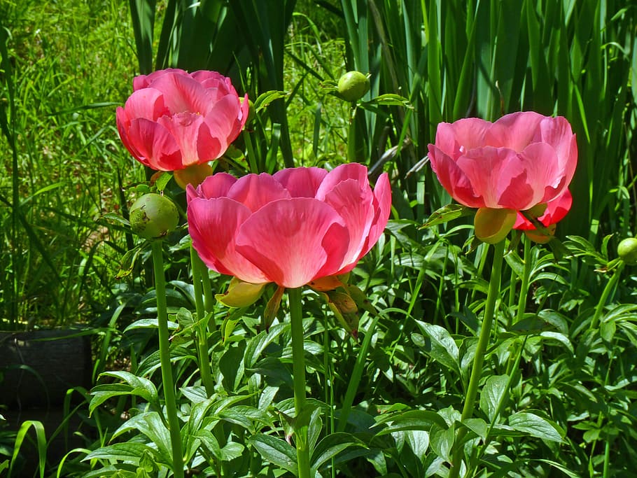 Flower, Peony, Nature, Spring, Pink, light, plant, transparency HD wallpaper