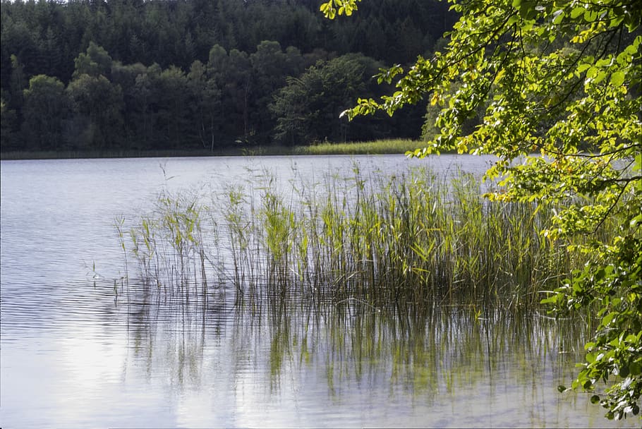nature, lake, view, denmark, water, plant, beauty in nature HD wallpaper
